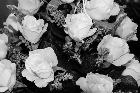 Roses on black background Stock Photos