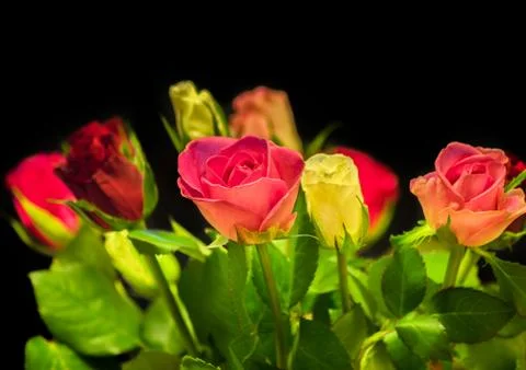 Roses on a black background Stock Photos
