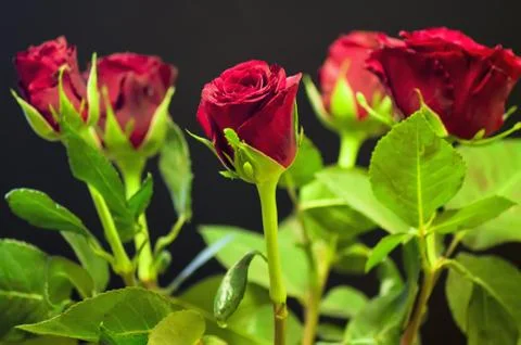 Roses on a black background Stock Photos