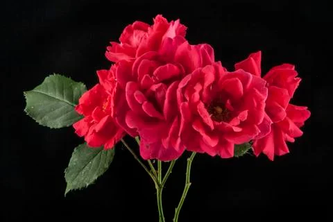 Roses on a black background Stock Photos