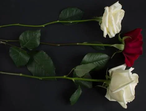 Roses on black background Foto stock