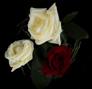 Roses on black background Stock Photos