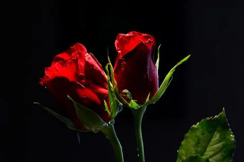 Roses in black background Stock Photos