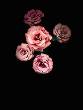 Roses on a black background Stock Photos