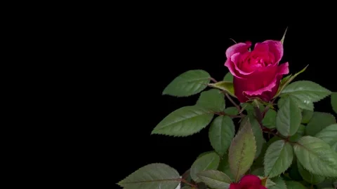 Roses in bloom. Stock Footage 301670861