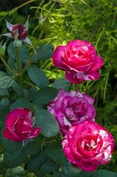 Roses in bloom Stock Photos