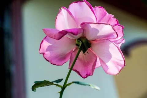 Roses bloom Stock Photos