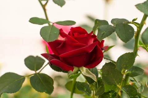 Roses bloom Stock Photos