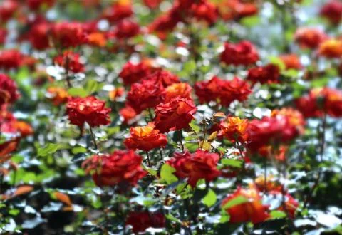 Roses in bloom 스톡 사진