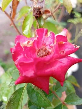 Roses bloom 库存照片