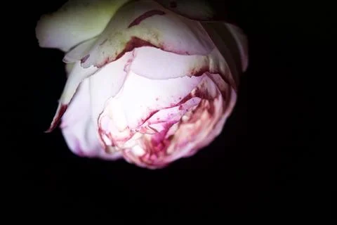 Roses in bloom seen up close Stock Photos