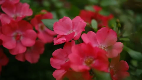 Roses in bloom with soft garden background and cinematic atmosphere Stock Footage 331678583