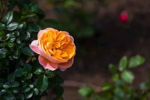 Roses in Bloom in Spring Stock Photos