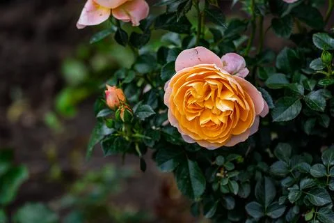 Roses in Bloom in Spring Stock Photos