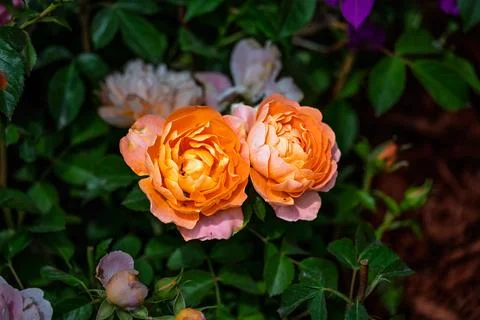 Roses in Bloom in Spring Stock-Fotos