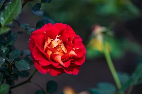 Roses in Bloom in Spring Stock Photos