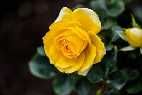 Roses in Bloom in Spring Stock Photos
