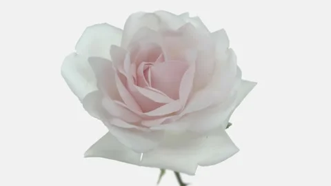 Roses bloom in time lapse. Video stock 133205146