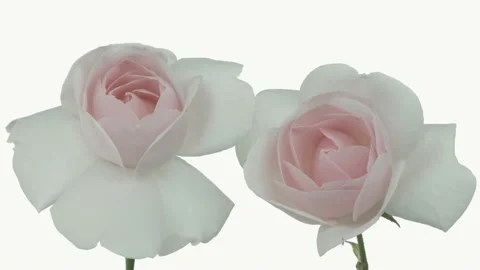 Roses bloom in time lapse. Video stock 133205169