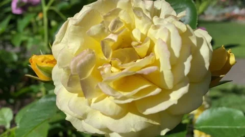 Roses blooming Stock Footage 136389176