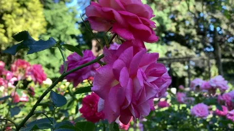 Roses blooming Stock Footage 136389192