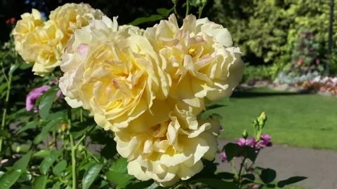 Roses blooming Stock Footage 136389194