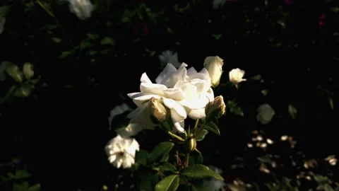 Roses blooming in the garden Stock Footage 138113403