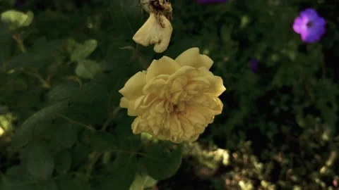 Roses blooming in the garden Stock Footage 138113992