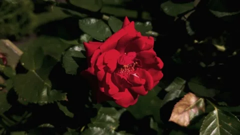 Roses blooming in the garden Stock Footage 138114253
