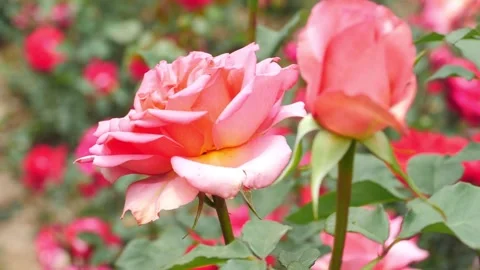 Roses Blooming in the Garden Stock Footage 303669121