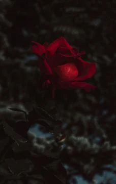 Roses blooming Stock Photos