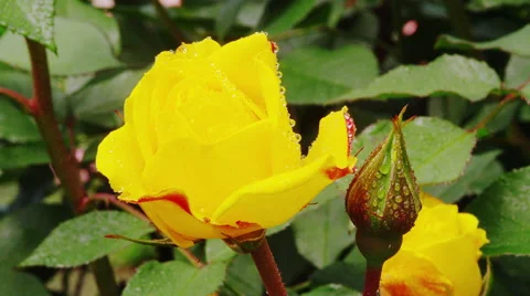 Roses blooming in Springtime Video stock 45005134