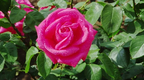 Roses blooming in Springtime Stock Footage 45005601