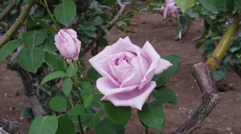 Roses blooming in Springtime Stock Footage 45008989