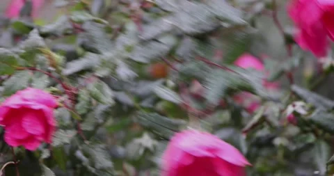 Roses blowing in the wind and rain Stock Footage 221557905