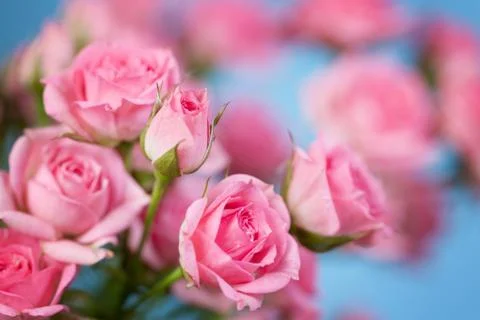 Roses on a blue background Stock Photos