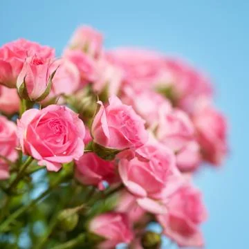 Roses on a blue background. Soft focus Foto stock