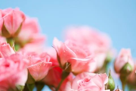 Roses on a blue background. Soft focus Stock Photos