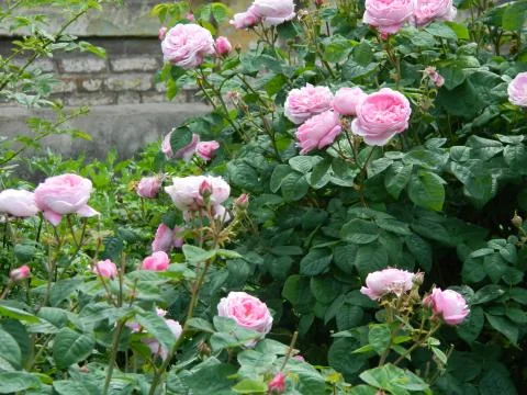 Roses on a brick wall background Stock Photos
