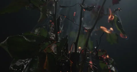 Roses Burning against a dark background Stock Footage 255754597