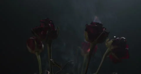 Roses Burning in a dark studio Stock Footage 255754827