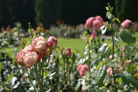 Roses bush Stock Footage 8761498