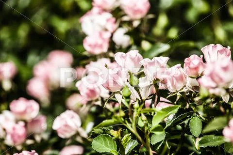 Roses on a bush in a garden Stock Photos