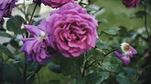 Roses in the city flowerbed. Stock Footage 76922798