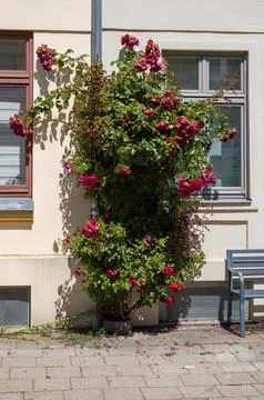 Roses climbing the building wall Stock Photos
