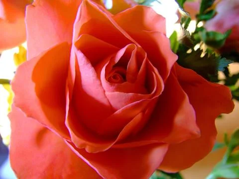 Roses close up Stock Photos