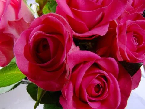 Roses close up Stock Photos