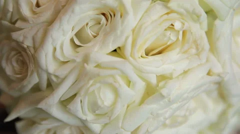 Roses closeup Stock Footage 46839105