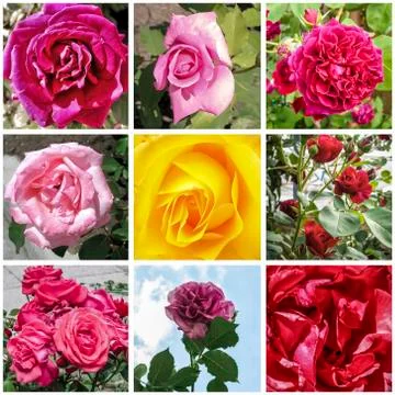 Roses collage Stock Photos