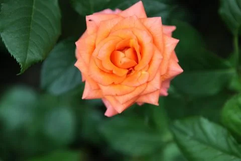 Roses - color image 스톡 사진